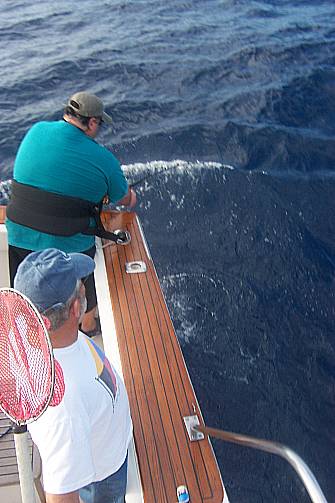 Bob V. with some rather serious straight up and down pulling on a blue marlin aboard the Christina Lynn. This fish story had an uhappy ending when the hook pulled after a 2 hour battle with the fish straight up and down and just 50 feet away.  A great thrill nonetheless!