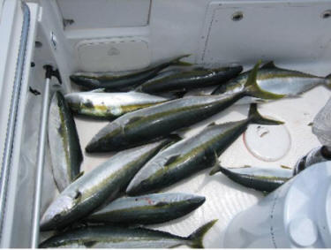 A Nice Mess O Coronado Islands Yellowtail. Photo sent in by private boater Jesus Denogean on June 15, 2007